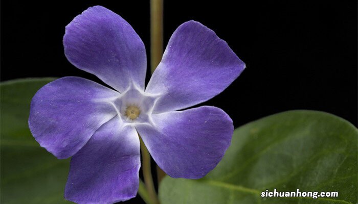 长春花的养殖方法和注意事项 长春花养殖方法