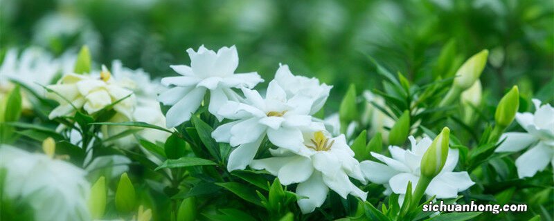 桅子花花苞长出后就落掉了怎么办