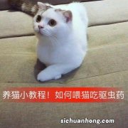 怎么喂猫吃驱虫药