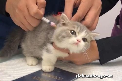 猫咪打针打什么部位