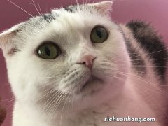 猫有什么特点与本领