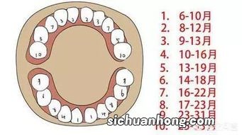 一岁半才长八颗牙正常吗