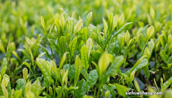 茶叶种类及十大名茶 茶叶种类