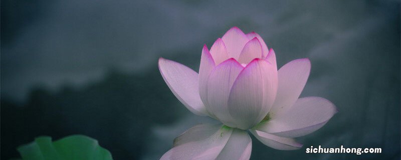 水生植物有哪些比较常见的植物 水生植物有哪些比较常见的