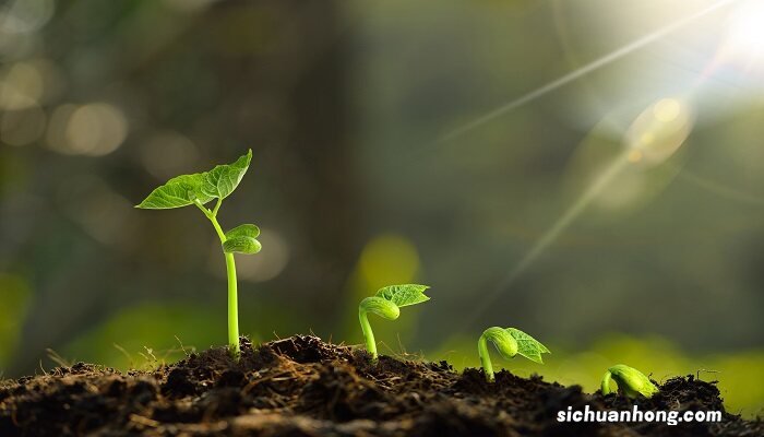 植物的茎和叶由什么发育而来 植物的茎和叶由什么发育而来