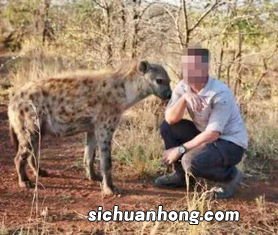鬣狗为什么不攻击人类