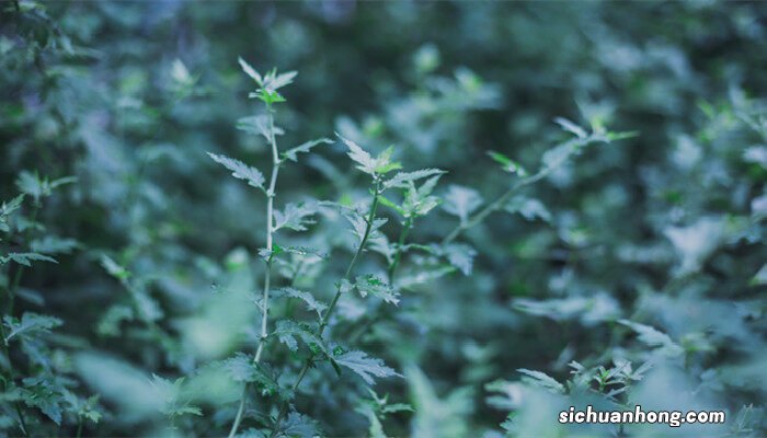 驱蚊草多久浇一次水合适 驱蚊草多久浇一次水