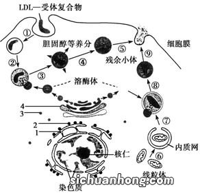 氨在血液中的运输形式是