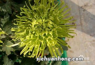 富贵菊的养殖方法和注意事项