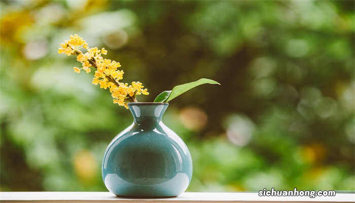 嫁接月季用什么树桩最好 桂花嫁接用什么树桩