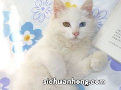 猫绝育后第三天开始吐怎么回事