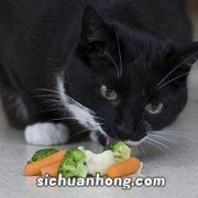 猫可以吃素食吗