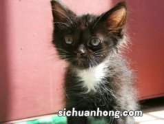 猫为什么咬人手