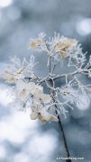 雨雪霏霏是哪首诗里的