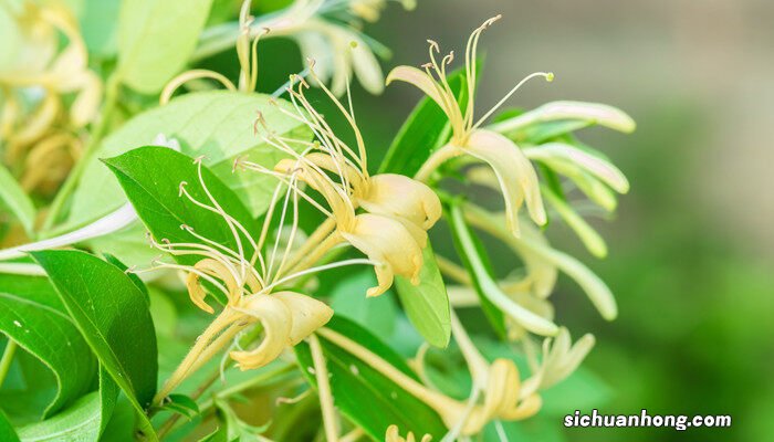 山银花与金银花的区别图片 山银花与金银花的区别
