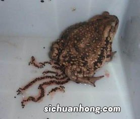 需要冬眠的动物