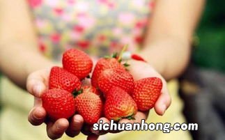 十一十二月份有草莓吗