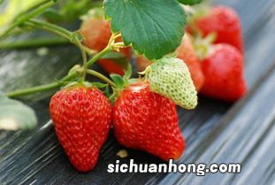 十一十二月份有草莓吗