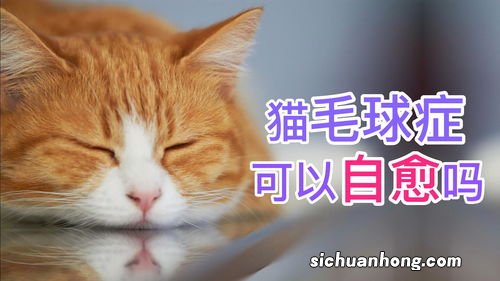 猫毛过敏能自愈吗