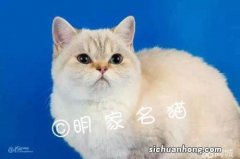 成猫是几个月