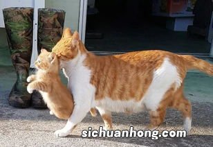 母猫叼小猫换窝怎么办