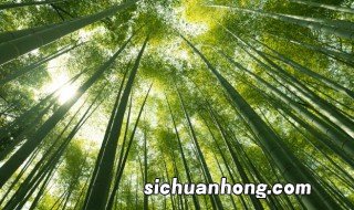 青竹怎么养 青竹子怎么养