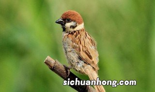 小麻雀怎么养 小麻雀怎么养?