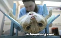 猫闹春几天结束