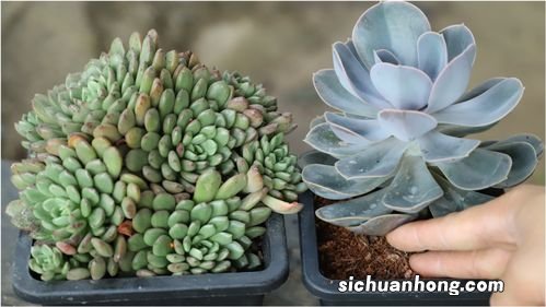 种多肉要用什么土