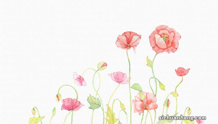 虞美人需要每年播种吗为什么 虞美人需要每年播种吗