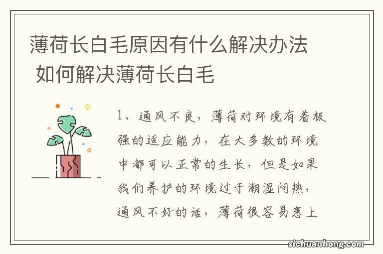 薄荷长白毛原因有什么解决办法 如何解决薄荷长白毛