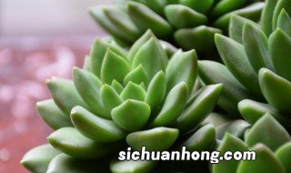 多肉盆多深合适用深盆还是浅盆 多肉深盆好还是浅盆好