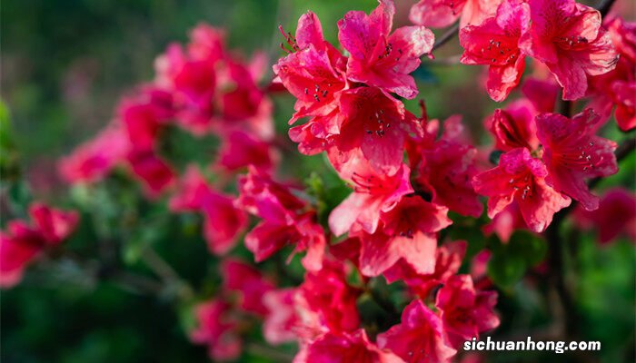 杜鹃花的介绍 杜鹃花的特点和特征