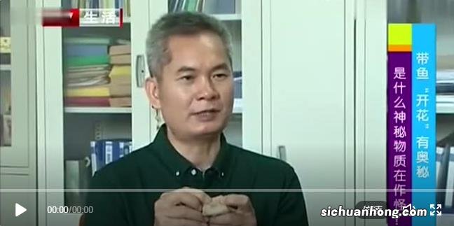 甲醛浸泡过的带鱼,一碰热油就扭曲、炸裂开花,千万别买别吃!