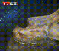 甲醛浸泡过的带鱼,一碰热油就扭曲、炸裂开花,千万别买别吃!