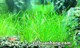 十大养不死水草哪些水草最好养 十大养不死水草汇总