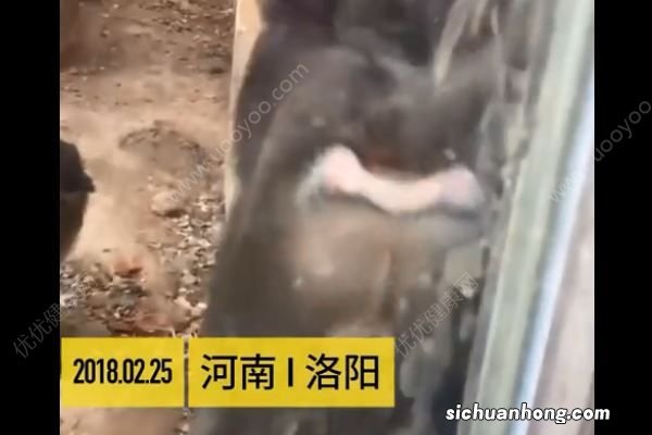 男子连续点了五六根香烟喂猴子，小猴误当食物被烫伤