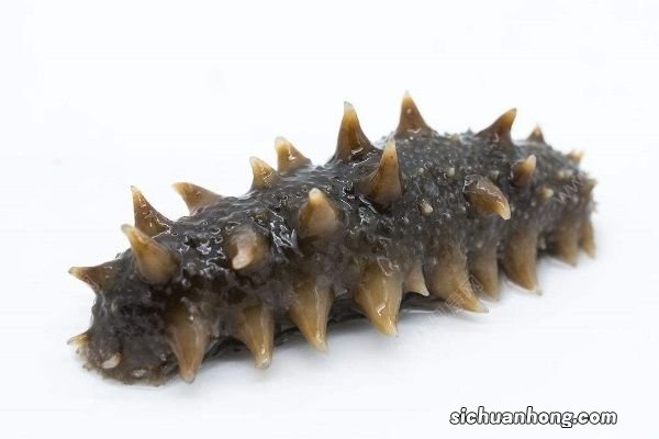 海参怎么发最好?吃海参的技巧有哪些?