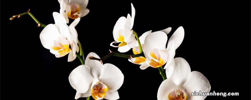 兰花怎样换盆移栽分株视频 兰花怎样换盆移栽