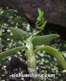 铁皮石斛形状特征