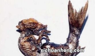 5种中国出现的不明生物