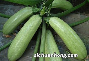 西葫芦怎么做好吃 西葫芦的做法