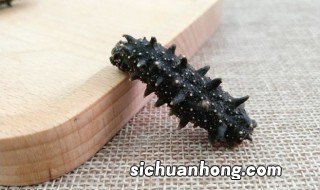 海参怎么养,海参养殖