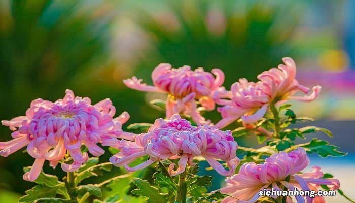 菊花是茎繁殖还是根繁殖呢 菊花是茎繁殖还是根繁殖