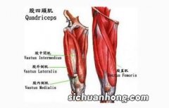 股四头肌包括哪四块