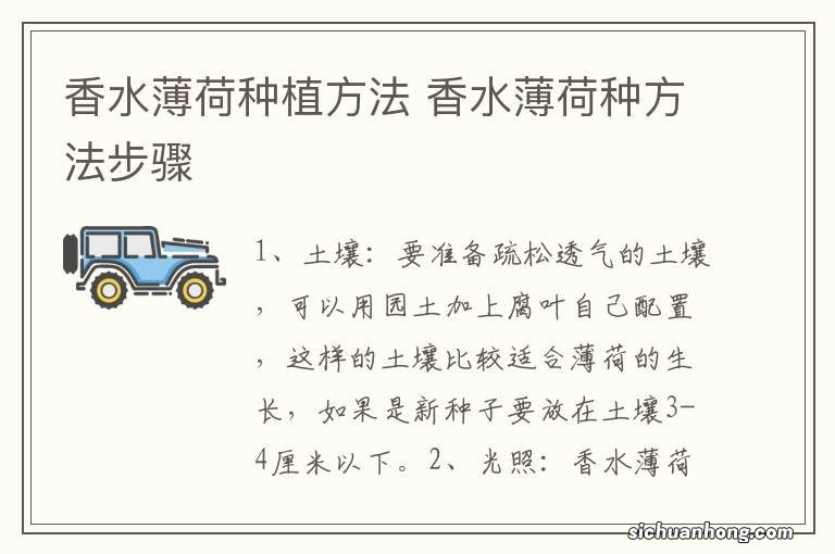 香水薄荷种植方法 香水薄荷种方法步骤