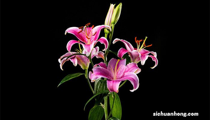 九月开什么花 八月开什么花