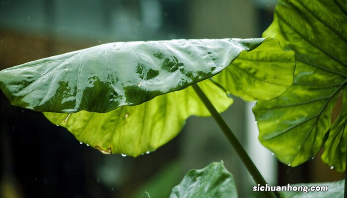 植物上有白色的棉絮怎么治 植物叶子上长白色粉末怎么办