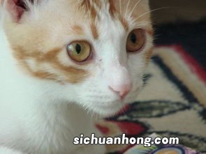 猫胡须可以剪吗