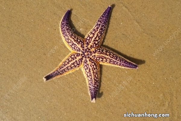 英国海滩现死海星,数量惊人如同迎来“世界末日”